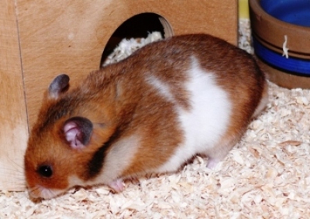 Fridolin